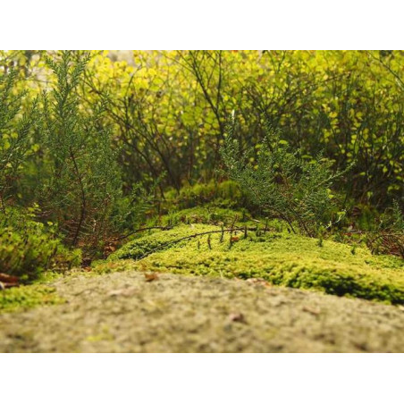 Rustic Wooden Lamp fr-FR